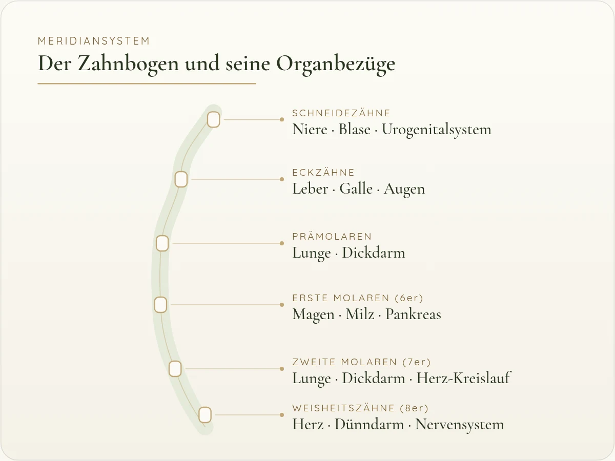 Zahn-Organ-Tabelle: Zuordnung der Zähne zu Organen nach dem Meridian-Orientierungsmodell